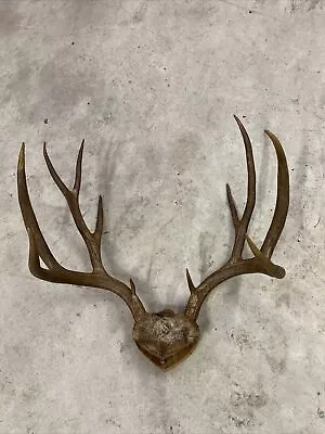 11 Point Mule Deer Antler Mount  • $39.99