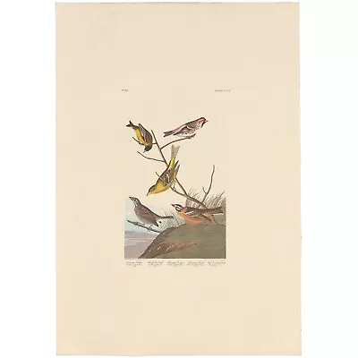 $100 • Buy Audubon Amsterdam Ed Dbl Elephant Folio Lithograph Pl 400 Arkansaw Siskin