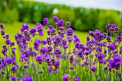 English Lavender Seeds Lavandula Vera Angustifolia 500 To 1000 Perennial UK • £1.75