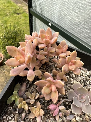 £20 • Buy Echeveria Silk Veil Cluster 6 Heads
