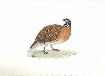 F. O. MORRIS - 5th EDITION - C. 1903 - QUAIL - 205 - HANDCOLORED • $20