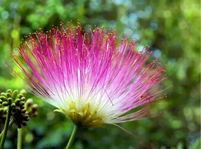 Sensitive Plant Mimosa Pudica Seeds / Non GMO Mimosa Tree Seeds Pollinator Plant • $3.38