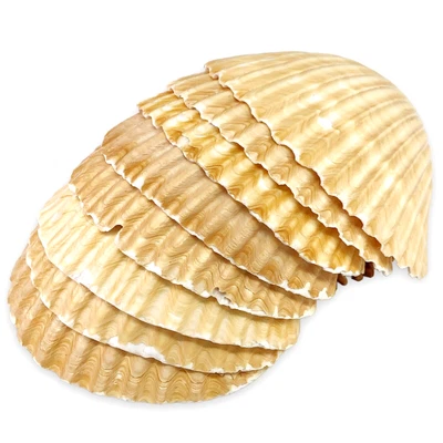 $10.39 • Buy 8 Natural Mexican Cup Deep Scallop Shells 3 1/4  Baking Beach Crafts Decor