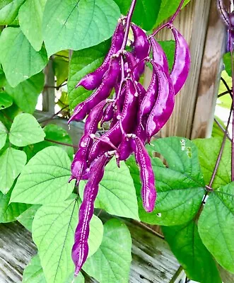 Purple Hyacinth Bean Vine Seeds • $6.49