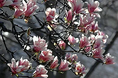 Magnolia Tree!! Fresh Seeds! Hardy Blossom Trees! Beautiful Garden Shrub/tree • £2.49