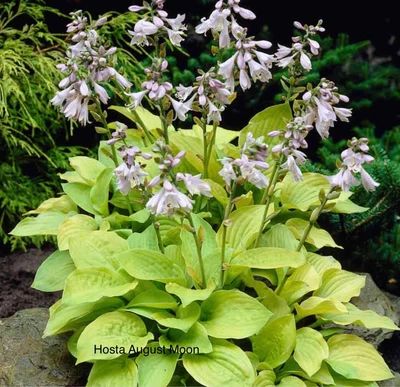 £6.95 • Buy 1 Hosta ‘August Moon’ Bare Root Plant