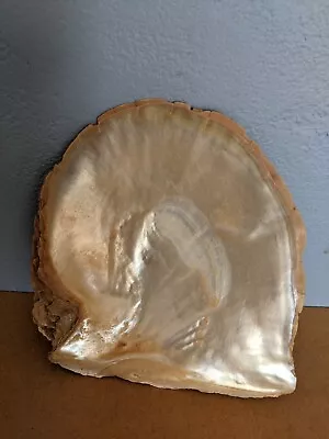 Large Mother Of Pearl Natural Oyster Shell 16 CM • $30