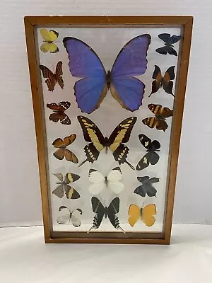 16 Real Butterfly Collection Taxidermy Display Wood Framed Vintage • $124.99