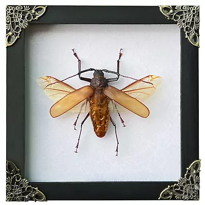 Real Frame Insect Taxidermy Cerambycidae Giant Bug Shadow Box Vintage Decor Wall • $52.25