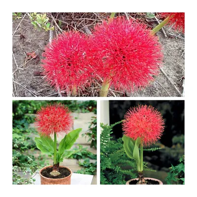 Scadoxus Multiflorus Bulbs Blood Lily Size 14/16.Fragrant Flowers Easy To Grow • £7.95