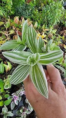 2 Rooted Variegated Wandering Jew Starter Live Plant~tradescantia Albiflora • $6