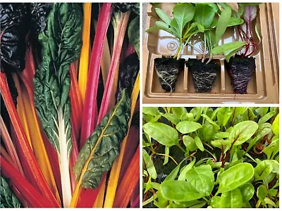 Rainbow Chard| 6 X Plug Plants | Bright Lights| Available For Dispatch Now • £7.99