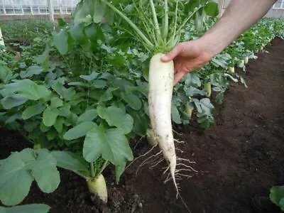 Radish Diakon Mooli - Japana F1 - 500 Seeds • £2.59