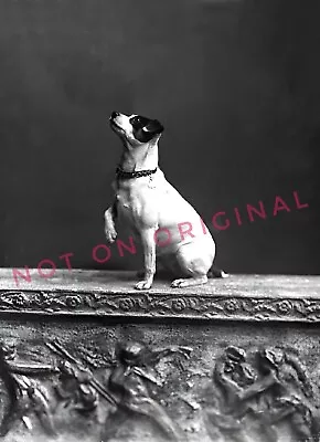 Vintage Old 1910 Photo Reprint Of Jack Russell Terrier DOG In Studio Lifting Paw • £9.55