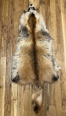 Tanned Mutant Gold Erythristic Tanuki Finn Raccoon Dog Pelt With Full Tail • $200