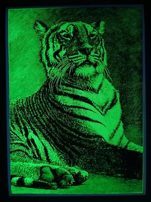 Vintage TIGER Blacklight Poster Dargis Neon Yellow Cat 1970 Mint NOS • $50