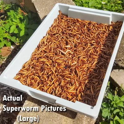 Live Superworms - FREE Shipping! Bulk Grown Organic In Florida (50-2000) Large • $12.99