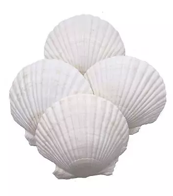 Large Natural Baking Shells White Scallops 4-Inches Set Of 12 • $34.55