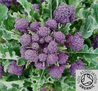 £2.49 • Buy Premium Organic 100 X BROCCOLI Purple Early Sprouting Seeds - Quality UK Seed