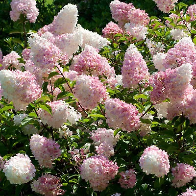 Paniculate Hydrangea Paniculata Vanille Fraise | Deciduous Potted Garden Shrub • £11.99