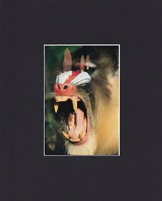 8X10  Matted Print Art Photo Picture Animal: Mandrill Monkey Scary Creepy • $14.95