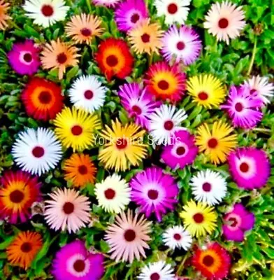 Flower - Mesembryanthemum Harlequin - 1800x Seeds - Livingstone Daisy • £2.09