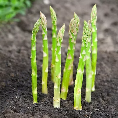 Garden State Bulb Asparagus Mary Washington Bare Root Crowns Non-GMO • $28