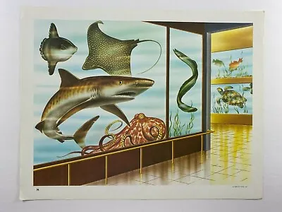VTG 1966 Print Teaching Picture Mid Century DCC Pub Marine Life Aquarium Fish • $24.99