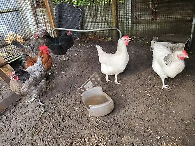 6Fertile Chicken Eggs. Hens Hatching Eggs. Incubator. Large Fowl. • £7