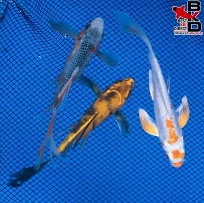 (3) 4  BUTTERFLY FIN LOT Live Koi Fish Garden Pond 3/20 • $39.99