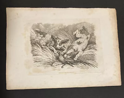 £9.99 • Buy Etching By Samuel Howitt HOUNDS