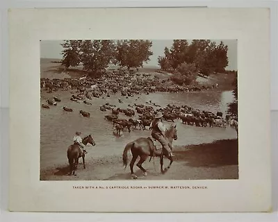C1905 MONTANA WORKING COWBOYS LARGE CARD MOUNT PHOTO FLATHEAD INDIAN CATTLE HERD • $53