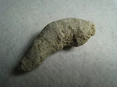 Fine Specimen Coral Horn Stone Ancient Fossil From Kansas City USA 24.1 Grams • $16