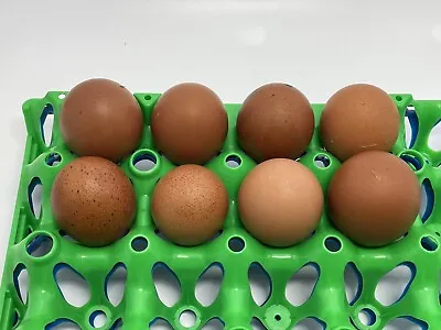 Copper Maran Hatching Eggs Pure Breed French Black And Blue Mixed 6 Fertile Eggs • £20.99