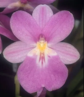 $33 • Buy Species Orchid - Miltoniopsis Bismarckii
