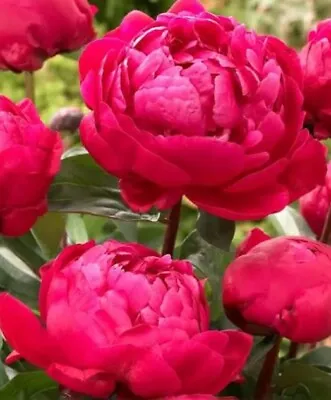Garden Cottage Red Peony Paeonia Flower Plant In 2L Pot  • £19.99