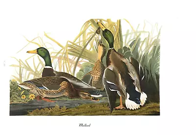 1978 Audubon Vintage Birds  Mallard Duck  Full Color Art Jumbo Lithograph Print • $15