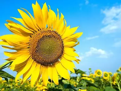 Sunflower Mammoth Russian 10-15 Herb Seeds Flower Heirloom Non GMO • $2.50