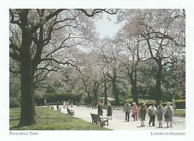 *PA- Paulownia Trees  /Former Doe Run Road/ *Longwood Gardens (Postcard) {*L2-S • $4.28