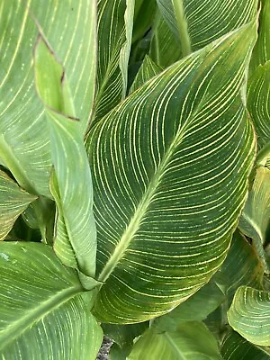 3 Canna Lily Striped Leaves 'Striata' (Tubers) Free UK Postage • £18.50