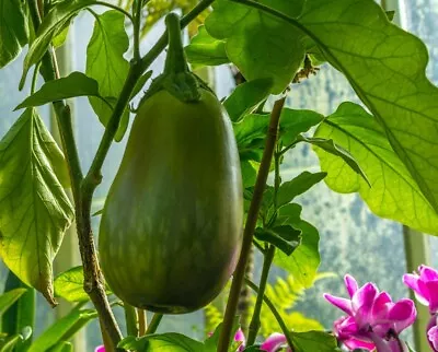 100% Genuine Indian Green Begun Aubergine Eggplant Seeds - Fast Free Shipping • £1.98