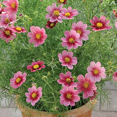 Cosmos Seeds Annual Flowers Garden Plants 'Antiquity' 1 Packet 30 Seeds T&M • £3.99