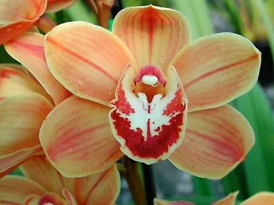 Cymbidium Orchid - Pumisan Orange • $40