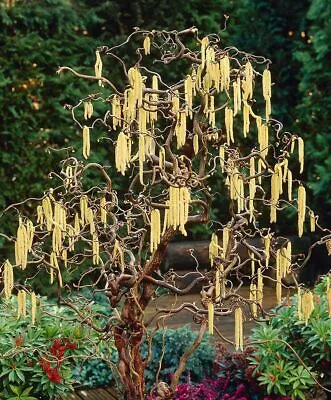 £26.99 • Buy Twisted Hazel Tree Corylus Avellana Contor XXL 3L Pot 40cm Plants To Your Door
