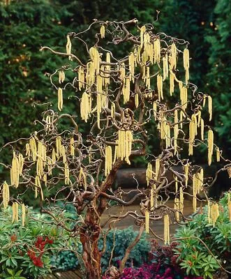 £26.99 • Buy Twisted Hazel Tree Corylus Avellana Contor XXL 3L Pot 40cm Plants To Your Door