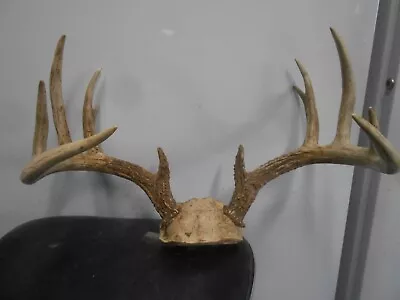 18-4  Wide 6x6 WHITETAIL DEER RACK Antlers Mule Mount Taxidermy Elk Cape Moose • $130