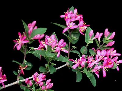 50 Tatarian Asian HONEYSUCKLE Lonicera Tatarica Pink Flower Shrub Bush Seeds • £2.41