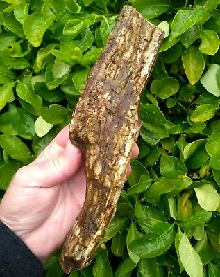 Long Compressed Petrified Wood Limb Mcdermitt Nevada Unusual Maroon Agate 1.5lb! • $30