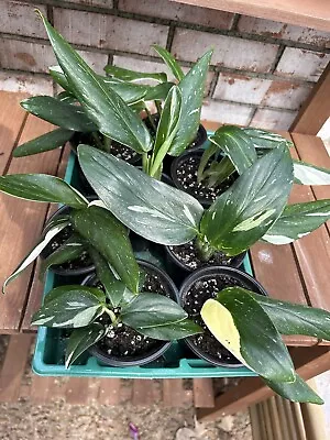 Monstera Standleyana Albo Variegated Plant In 4” Container 🌱 • $18