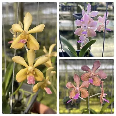 V. Lamellata X V. Pine Rivers  Mini Vanda Orchid Fragrant Blooming Size • $28